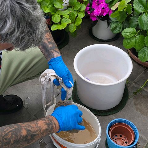 Kalini growlog photo: Heute das Brennnessel, Löwenzahn, Bockshornklee, Hühnermist Pellets, Bananenschalen ferment durch einen Stoffbeutel ab geseit u den Beutel gut aus gepresst. Habe ich das Ferment in 2 Flaschen ab gefühlt u Dunkel , kühl gelagert. Der Rest im Eimer wird nun nach u nach in kleiner Dosis in die Erde gebracht.