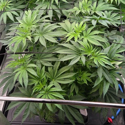 Diesel growlog timeline photo