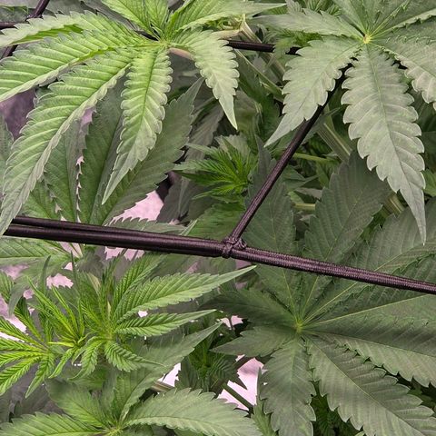 Diesel growlog timeline photo