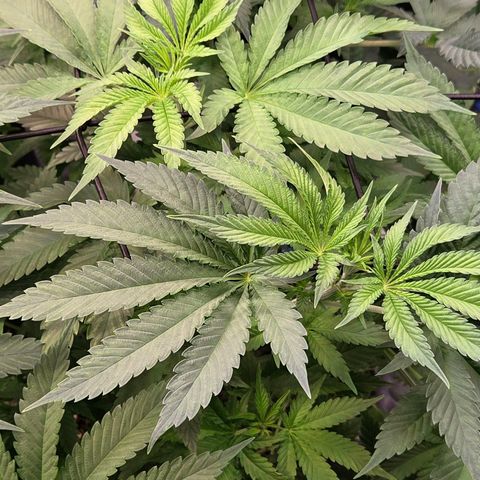 Diesel growlog timeline photo