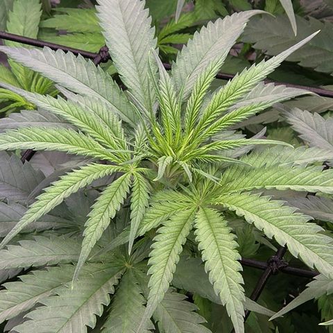 Mexican growlog timeline photo