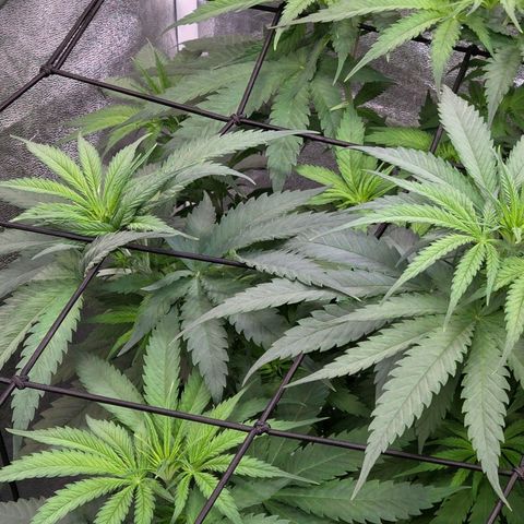 Mexican growlog timeline photo