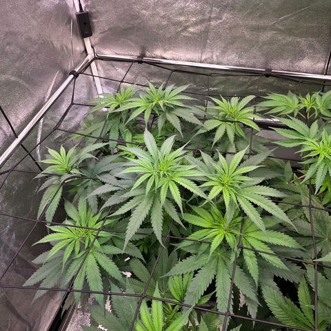 Mexican growlog timeline photo