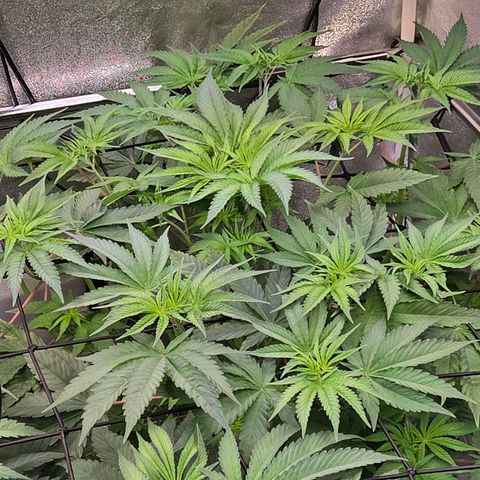 Kalini growlog timeline photo