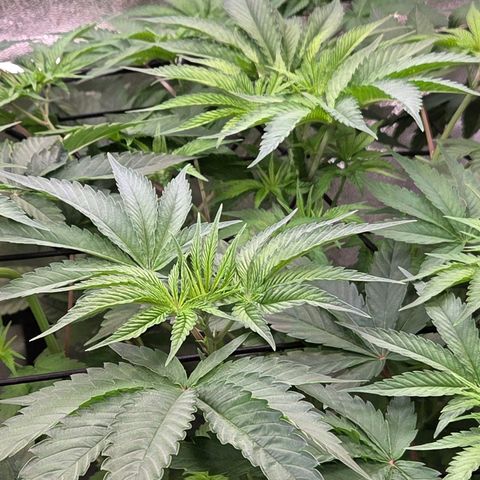 Kalini growlog timeline photo
