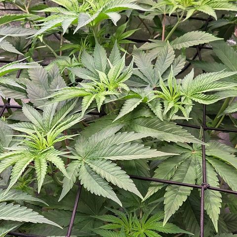 Kalini growlog timeline photo