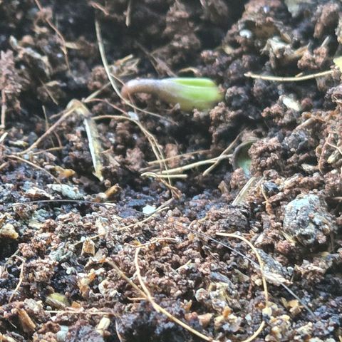 Skitti 1 growlog timeline photo