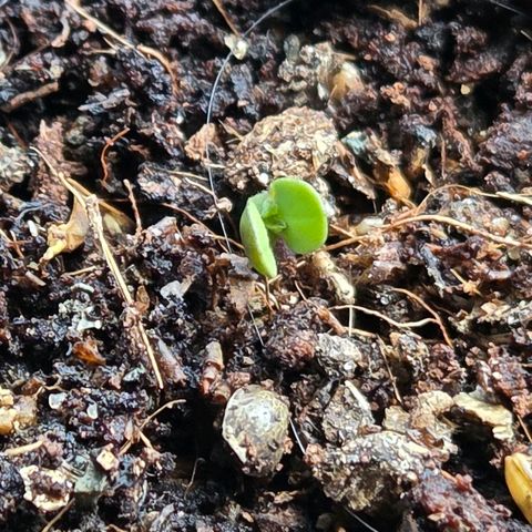 Skitti 1 growlog timeline photo
