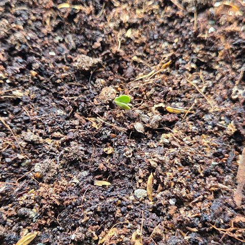 Skitti 1 growlog timeline photo
