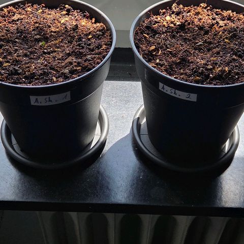 Skitti 1 growlog photo: Zart im Halbschatten.