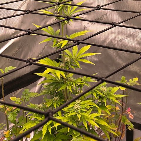 Amnesia S growlog photo: Blütetag 14 läuft auch diese Automatik vollkommen aus dem Ruder. Ich " vermute " hier eine Unharmonie zwischen Dope Lite u Auto Pot Bewässerung. Habe sie u Torti nun 3 Tage von der Bewässerung über Auto Pot gesperrt u noch immer ist der Blumat Digital bei 48 mbar von 90 - 110 mbar Optimum. Die unterste Erdschicht hatte sich versumpft u so kam nicht genug Sauerstoff an die Wurzel. 