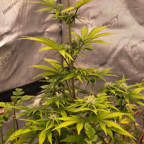Amnesia S growlog photo: Blütetag 14 läuft auch diese Automatik vollkommen aus dem Ruder. Ich " vermute " hier eine Unharmonie zwischen Dope Lite u Auto Pot Bewässerung. Habe sie u Torti nun 3 Tage von der Bewässerung über Auto Pot gesperrt u noch immer ist der Blumat Digital bei 48 mbar von 90 - 110 mbar Optimum. Die unterste Erdschicht hatte sich versumpft u so kam nicht genug Sauerstoff an die Wurzel. 