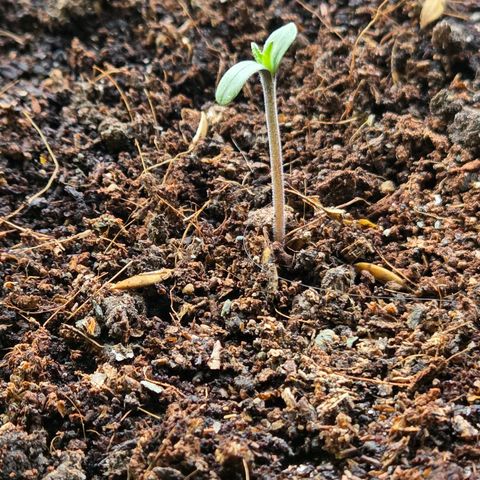Skitti 1 growlog timeline photo