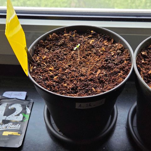 Skitti 1 growlog timeline photo