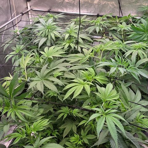Kalini growlog timeline photo