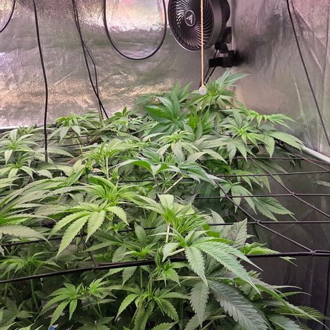 Kalini growlog timeline photo