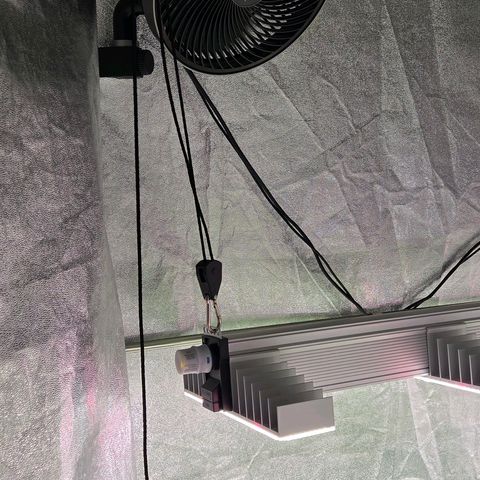 Kalini growlog timeline photo