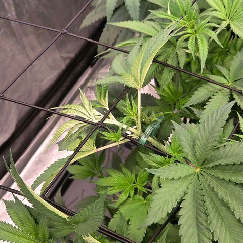 Diesel growlog timeline photo