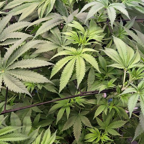 Diesel growlog timeline photo