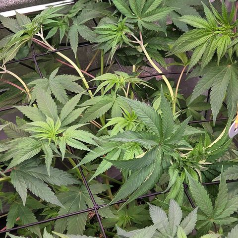 Kalini growlog timeline photo