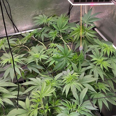 Kalini growlog timeline photo