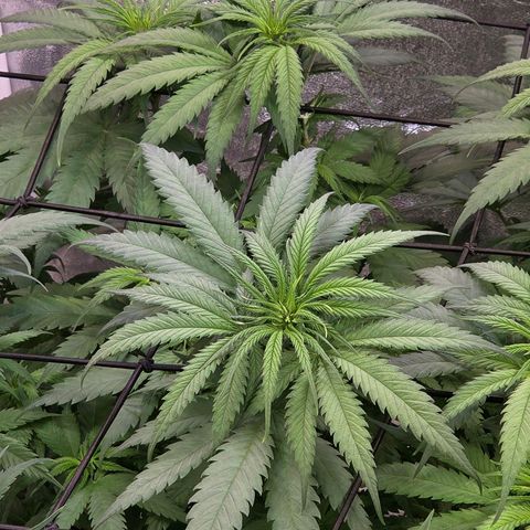 Mexican growlog timeline photo