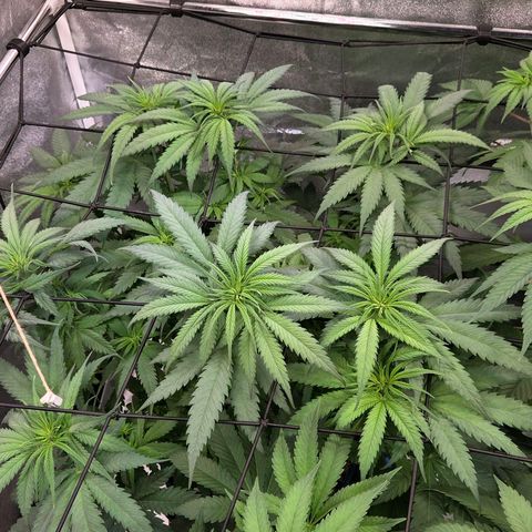 Mexican growlog timeline photo
