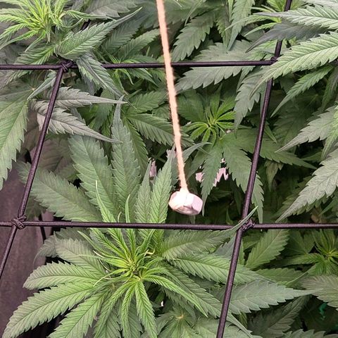 Mexican growlog timeline photo