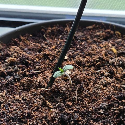 Skitti 1 growlog photo: Schon mal eine Stütze ein gesetzt falls Nötig.
Lieber jetzt direkt als später kostbare Wurzeln zu verletzen
