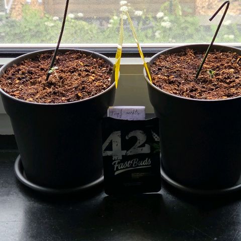 Skitti 1 growlog timeline photo