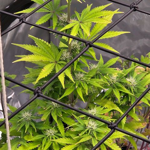 Amnesia S growlog timeline photo