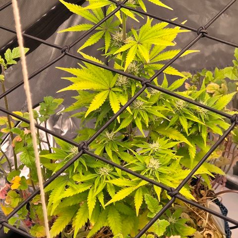Amnesia S growlog timeline photo
