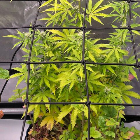 Torti growlog timeline photo