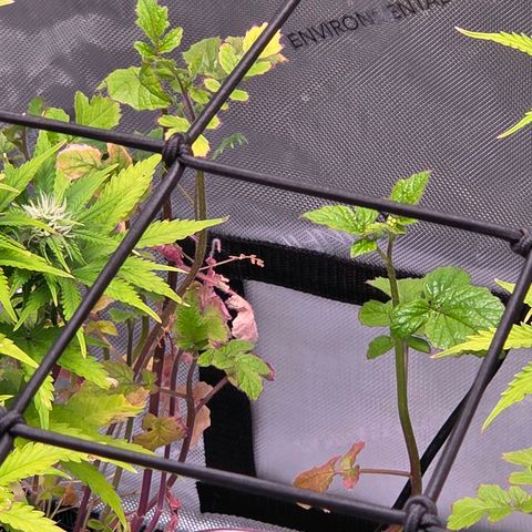 Torti growlog photo: Auch die Beibepflanzung zeigt sich nicht von der besten Seite.