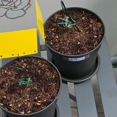 Skitti 1 growlog photo: Heute mal etwas in die Sonne bei schmalen 22 Grad und leichtem Wind.