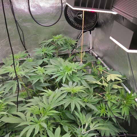 Kalini growlog photo: Die Dame wieder reichlich ans Scrog gelegt
