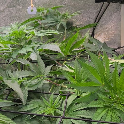 Kalini growlog photo: Die Dame wieder reichlich ans Scrog gelegt
