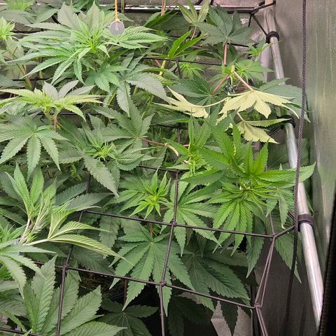 Kalini growlog photo: Die Dame wieder reichlich ans Scrog gelegt