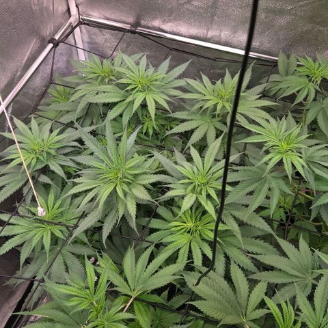 Mexican growlog photo: Hier stehen die Trieb spitzen exakt 35 cm unter der Lampe u für eine Masche weiter am Netz sind sie noch zu kurz.