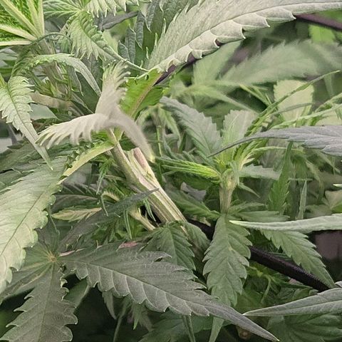 Mexican growlog photo: Hier stehen die Trieb spitzen exakt 35 cm unter der Lampe u für eine Masche weiter am Netz sind sie noch zu kurz.