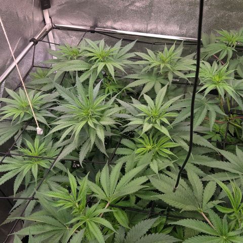 Mexican growlog photo: Hier stehen die Trieb spitzen exakt 35 cm unter der Lampe u für eine Masche weiter am Netz sind sie noch zu kurz.