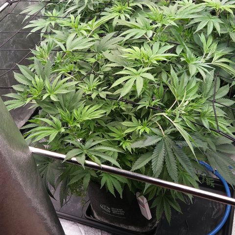 Diesel growlog timeline photo