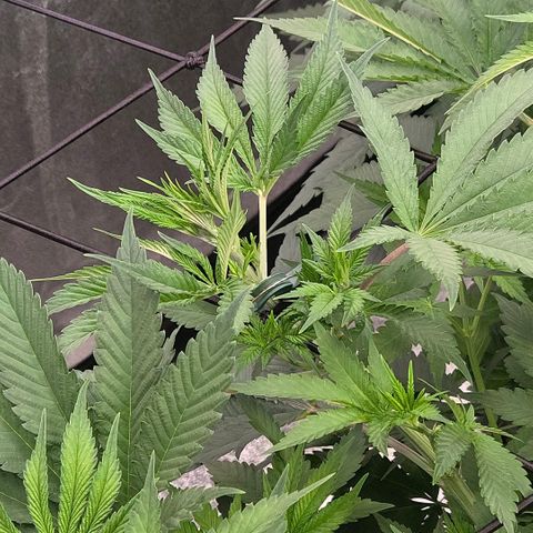 Diesel growlog timeline photo