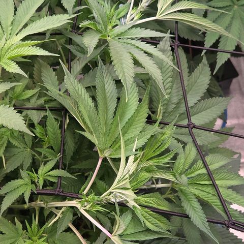 Diesel growlog timeline photo