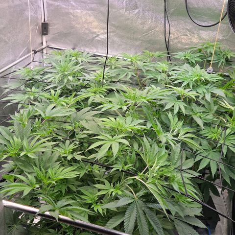 Kalini growlog photo: Einfach Top 