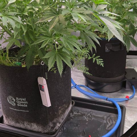Kalini growlog photo: Einfach Top 
