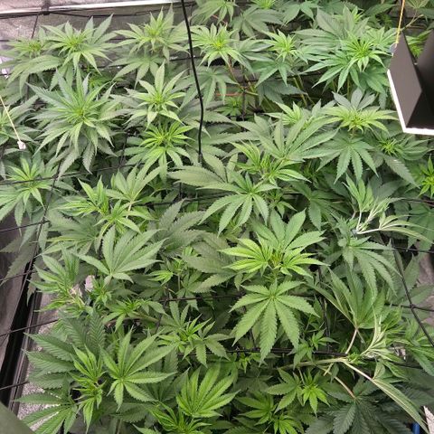 Kalini growlog photo: Einfach Top 