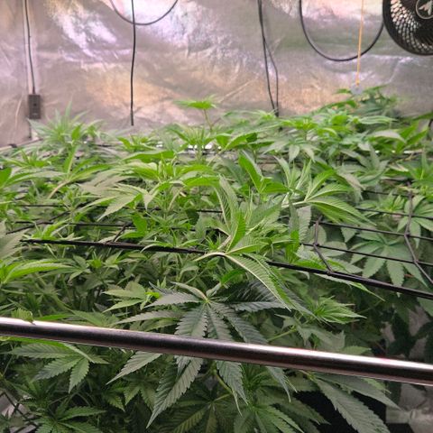 Kalini growlog photo: Einfach Top 