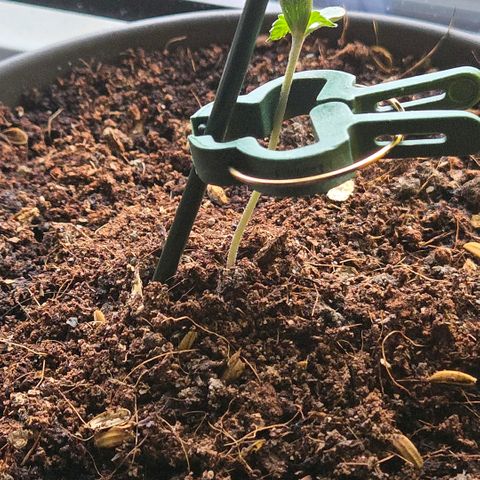 Skitti 1 growlog photo: Heute fehlt doch etwas Sonne am Fenster
