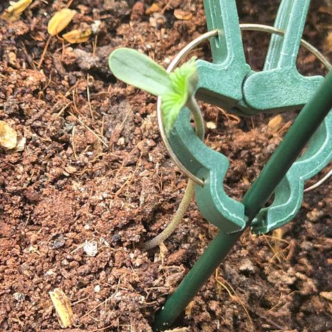 Skitti 1 growlog photo: Heute fehlt doch etwas Sonne am Fenster